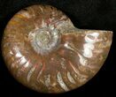 Flashy Red Iridescent Ammonite - Wide #10343-1